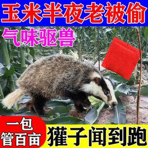 晚上猎獾常识