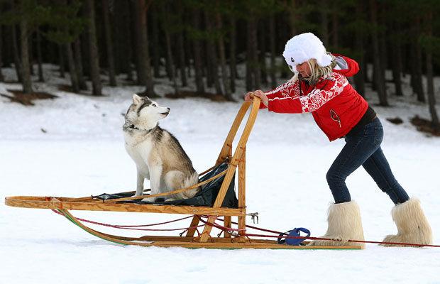 狗拉雪橇